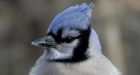 P.E.I.'s blue jay featured on Canada Post stamp series