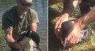 Bird 'whisperer' rescues loon from fishing line fiasco