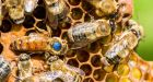 US approves world’s first vaccine for declining honey bees