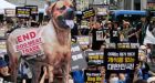 South Korea moves to outlaw dog meat trade amid rising public demands to end practice