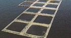 New pressure on B.C. fish farms