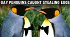 Gay penguins given the flick