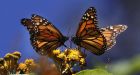 Monarch butterflies begin huge migration