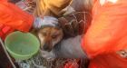 Japan tsunami: Dog fished to safety after three weeks alone at sea