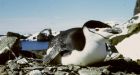 Penguins starving due to climate change