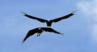 Eagles fall into couple's backyard