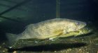 Walleye season may be delayed by frozen lakes