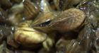 Manitoba says zebra mussels experiment in 4 harbours worked