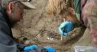 Remains of Ice Age infants found in Alaska are youngest ever from that era