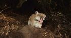 Famous cougar leaves crawl space under L.A. home