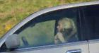 Woman using curling iron while driving caught in YouTube video