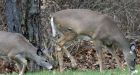 Winter proves tough on deer, states weigh hunting limits