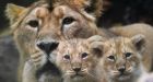 Mother's Day in the animal kingdom