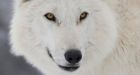 Game of Thrones casts Alberta wolf as Jon Snow's canine companion