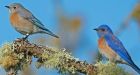 Western bluebirds back in Cowichan Valley 20 years after local extinction