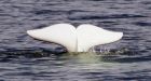 People trying to lasso, ride wild beluga whale, DFO says