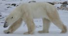 Southernmost polar bears losing weight as ice shrinks