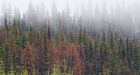 Climate change helping B.C. forests recover from pine beetle says study