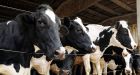 Canadian butter �really sucks�, says B.C. researcher | Vancouver Sun